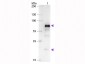Anti-Chicken IgG (H&L)  (Alkaline Phosphatase Conjugated) Pre-Adsorbed Secondary Antibody